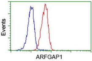 Image no. 5 for anti-ADP-Ribosylation Factor GTPase Activating Protein 1 (ARFGAP1) antibody (ABIN1496680) (ARFGAP1 抗体)