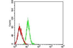 Flow cytometric analysis of HL-60 cells using CCL4 mouse mAb (green) and negative control (red). (CCL4 抗体  (AA 24-92))