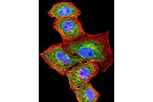 Immunofluorescence (IF) image for anti-B-Cell CLL/lymphoma 6 (BCL6) (AA 147-276) antibody (ABIN5611253)