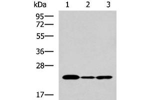Western Blot analysis of Hela cell, Mouse liver tissue and Raji cell using IL19 Polyclonal Antibody at dilution of 1:550 (IL-19 抗体)
