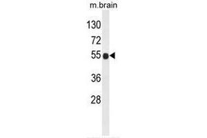 Western blot analysis of B3GNT6 Antibody (Center) in mouse brain tissue lysates (35µg/lane).