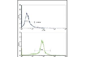 Flow cytometric analysis of hela cells using X6 Antibody (Center)(bottom histogram) comred to a negative control cell (top histogram). (PAX6 抗体  (AA 183-210))