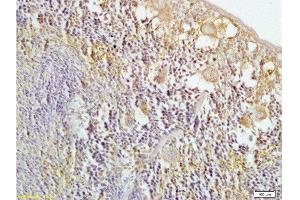 Formalin-fixed and mouse spleen tissue labeled with Anti-HO-2 Polyclonal Antibody, Unconjugated  at 1:200 followed by conjugation to the secondary antibody and DAB staining (HMOX2 抗体  (AA 31-150))