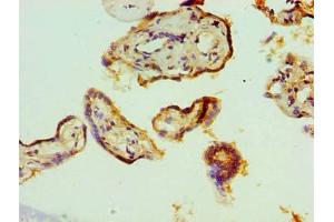 Immunohistochemistry of paraffin-embedded human placenta tissue using ABIN7171508 at dilution of 1:100 (TARDBP 抗体  (AA 1-260))