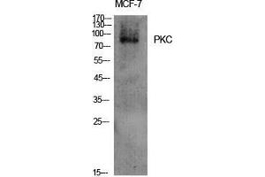 Western Blot (WB) analysis of specific cells using PKC Polyclonal Antibody. (PKC 抗体  (Lys246))