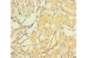 Immunohistochemistry of paraffin-embedded human kidney tissue using ABIN7165442 at dilution of 1:100 (FAM167A 抗体  (AA 1-214))