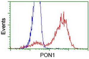 Image no. 2 for anti-Paraoxonase 1 (PON1) antibody (ABIN1500347) (PON1 抗体)
