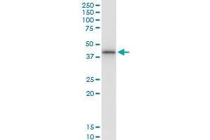 Immunoprecipitation of SNUPN transfected lysate using anti-SNUPN MaxPab rabbit polyclonal antibody and Protein A Magnetic Bead , and immunoblotted with SNUPN MaxPab mouse polyclonal antibody (B01) . (Snurportin 1 抗体  (AA 1-360))
