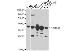 Western blot analysis of extracts of various cell lines, using AKR1A1 antibody. (AKR1A1 抗体  (AA 1-325))