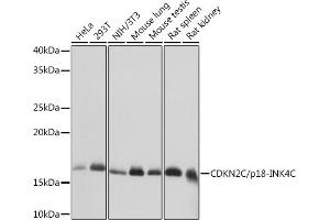 Western blot analysis of extracts of various cell lines, using CDKN2C/p18-INK4C Rabbit mAb  at 1:1000 dilution.