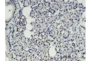 Image no. 1 for anti-Thyroid Hormone Responsive (THRSP) (AA 1-85) antibody (ABIN599449) (THRSP 抗体  (AA 1-85))