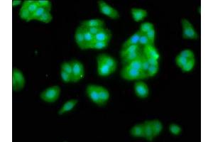 Immunofluorescence staining of HepG2 cells with ABIN7169549 at 1:66, counter-stained with DAPI. (NANS 抗体  (AA 132-259))