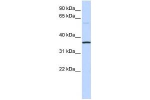 Western Blotting (WB) image for anti-Chromosome 16 Open Reading Frame 46 (C16ORF46) antibody (ABIN2459595) (C16ORF46 抗体)