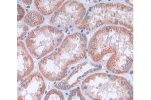 Used in DAB staining on fromalin fixed paraffin- embedded kidney tissue (Cathepsin H 抗体  (AA 23-335))