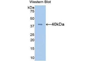 Western blot analysis of the recombinant protein. (FGL1 抗体  (AA 23-314))