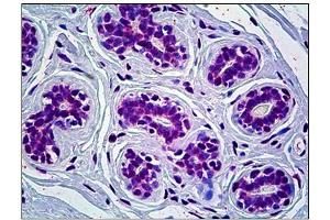 Immunohistochemistry (IHC) image for anti-Cryptochrome 1 (Photolyase-Like) (CRY1) antibody (ABIN781975) (CRY1 抗体)