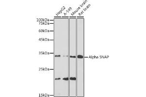 Western blot analysis of extracts of various cell lines, using Alpha SNAP antibody (ABIN7268779) at 1:1000 dilution. (NAPA 抗体)