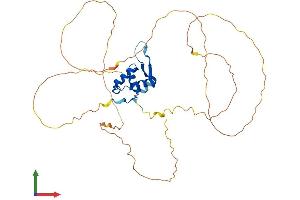 AlphaFold protein structure predicition of Human Recombinant FOXF1 Protein, UniprotID Q12946