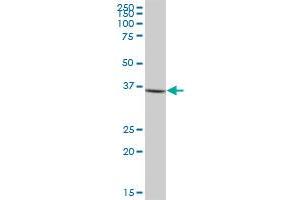 CTSG MaxPab polyclonal antibody. (Cathepsin G 抗体  (AA 1-255))