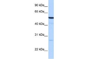 WB Suggested Anti-REEP4 Antibody Titration:  0. (Receptor Accessory Protein 4 抗体  (N-Term))