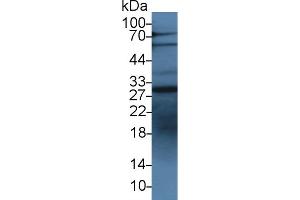 Western Blot; Sample: Human HepG2 cell lysate; Primary Ab: 3µg/ml Rabbit Anti-Bovine IGFBP1 Antibody Second Ab: 0. (IGFBPI 抗体  (AA 112-263))