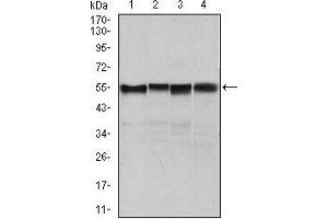 Western blot analysis using SLC2A4 mouse mAb against NIH3T3 (1), 3T3L1 (2), MCF-7 (4) cell lysate and Mouse heart (3) tissue lysate. (GLUT4 抗体  (AA 224-353))