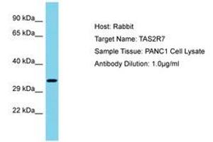 Image no. 1 for anti-Taste Receptor, Type 2, Member 7 (TAS2R7) (AA 155-204) antibody (ABIN6750604) (TAS2R7 抗体  (AA 155-204))