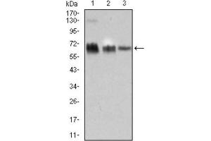 Western Blotting (WB) image for anti-TRAF-Type Zinc Finger Domain Containing 1 (TRAFD1) (AA 401-582) antibody (ABIN1845342) (TRAFD1 抗体  (AA 401-582))