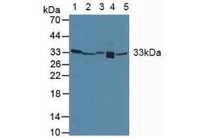Western blot analysis of (1) Human Placenta Tissue, (2) Mouse Liver Tissue, (3) Mouse Kidney Tissue, (4) Mouse Lung Tissue and (5) Mouse Spleen Tissue. (GADD45A 抗体  (AA 1-165))
