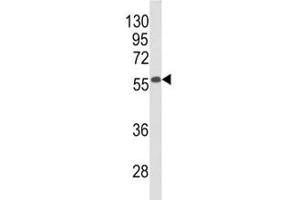 Western blot analysis of Beclin1 antibody and mouse stomach tissue lysate.