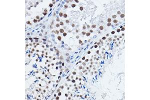 Immunohistochemistry of paraffin-embedded mouse testis using DGCR8 Rabbit pAb (ABIN7266761) at dilution of 1:200 (40x lens). (DGCR8 抗体)