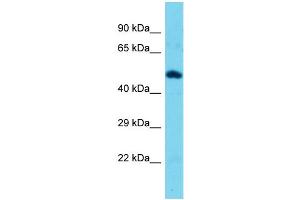 Host: Rabbit  Target Name: Tekt3  Sample Tissue: Mouse Muscle lysates  Antibody Dilution: 1. (Tektin 3 抗体  (N-Term))