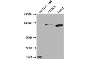 Immunoprecipitating PIK3CB in K562 whole cell lysate Lane 1: Rabbit control IgG instead of ABIN7127763 in K562 whole cell lysate. (Recombinant PIK3CB 抗体)
