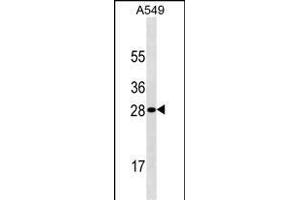 HPRT1 Antibody ABIN1539946 western blot analysis in A549 cell line lysates (35 μg/lane). (HPRT1 抗体  (AA 150-178))