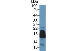 Western Blot; Sample: Mouse Kidney lysate; Primary Ab: 1µg/ml Rabbit Anti-Mouse PRDX5 Antibody Second Ab: 0. (Peroxiredoxin 5 抗体  (AA 1-210))