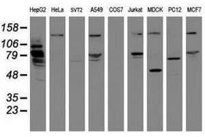 Image no. 4 for anti-Mitochondrial Intermediate Peptidase (MIPEP) (AA 174-516) antibody (ABIN1491019) (MIPEP 抗体  (AA 174-516))
