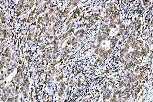 IHC analysis of RAD18 using anti-RAD18 antibody (ABIN7599364).