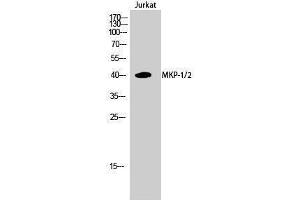 Western Blotting (WB) image for anti-Dual Specificity Phosphatase 1/4 (DUSP1/4) (Lys92) antibody (ABIN3185574) (MKP-1/2 抗体  (Lys92))