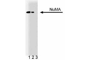 Western blot analysis of NuMA on a HeLa cell lysate (Human cervical epitheloid carcinoma, ATCC CCL-2). (NUMA1 抗体  (AA 10-189))