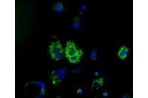 Anti-HIBCH mouse monoclonal antibody (ABIN2453123) immunofluorescent staining of COS7 cells transiently transfected by pCMV6-ENTRY HIBCH (RC209814). (HIBCH 抗体)
