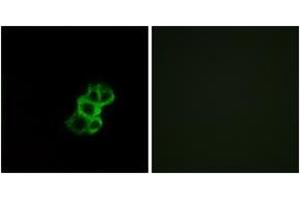 Immunofluorescence (IF) image for anti-Olfactory Receptor, Family 8, Subfamily B, Member 4 (OR8B4) (AA 260-309) antibody (ABIN2891145) (OR8B4 抗体  (AA 260-309))