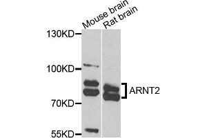 Western blot analysis of extracts of various cell lines, using ARNT2 antibody. (ARNT2 抗体)