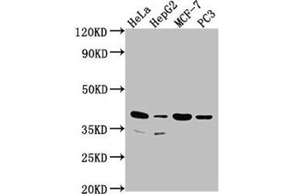 DUSP11 抗体  (AA 105-377)