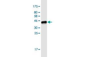 Western Blot detection against Immunogen (40. (FABP7 抗体  (AA 1-132))