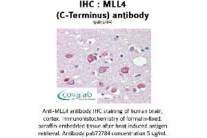Image no. 1 for anti-Histone-Lysine N-Methyltransferase MLL4 (MLL4) (C-Term) antibody (ABIN1736980) (MLL4 抗体  (C-Term))