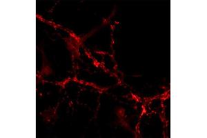 Immunocytochemistry (ICC) image for anti-Solute Carrier Family 30 (Zinc Transporter), Member 3 (Slc30a3) (AA 2-75) antibody (ABIN1742411)