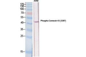 Western Blot (WB) analysis of specific cells using Phospho-Connexin 43 (S368) Polyclonal Antibody. (Connexin 43/GJA1 抗体  (pSer368))
