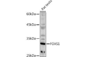 Western blot analysis of extracts of Rat testis, using FOXS1 antibody (ABIN7267251) at 1:500 dilution. (FOXS1 抗体  (AA 121-330))