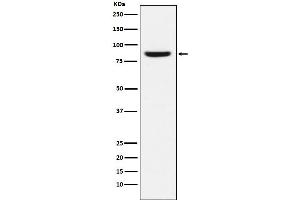 Western blot analysis of MCM5 expression in MCF-7 cell lysate.