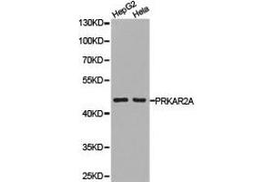 Western Blotting (WB) image for anti-Protein Kinase, CAMP-Dependent, Regulatory, Type II, alpha (PRKAR2A) antibody (ABIN1874287) (PRKAR2A 抗体)